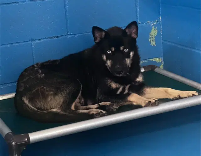 Unknown - Siberian Husky