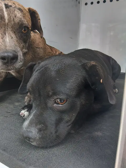 Unknown - Pit Bull Terrier