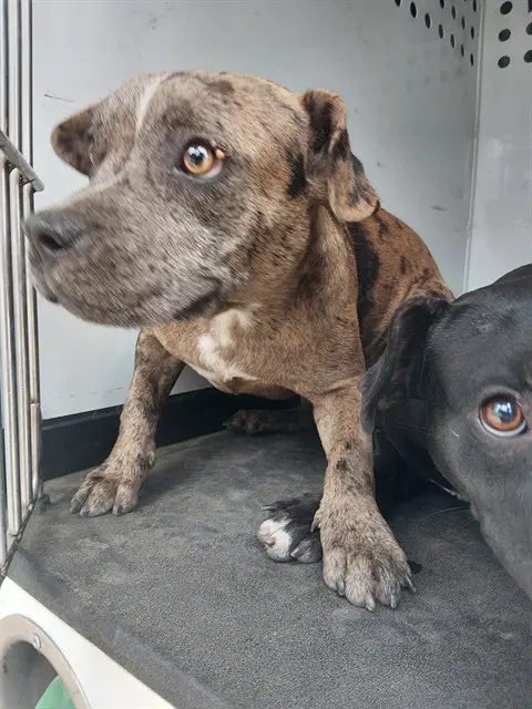 Unknown - Pit Bull Terrier