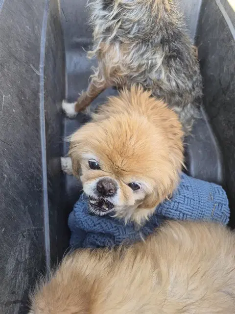 Sukie - Pekingese