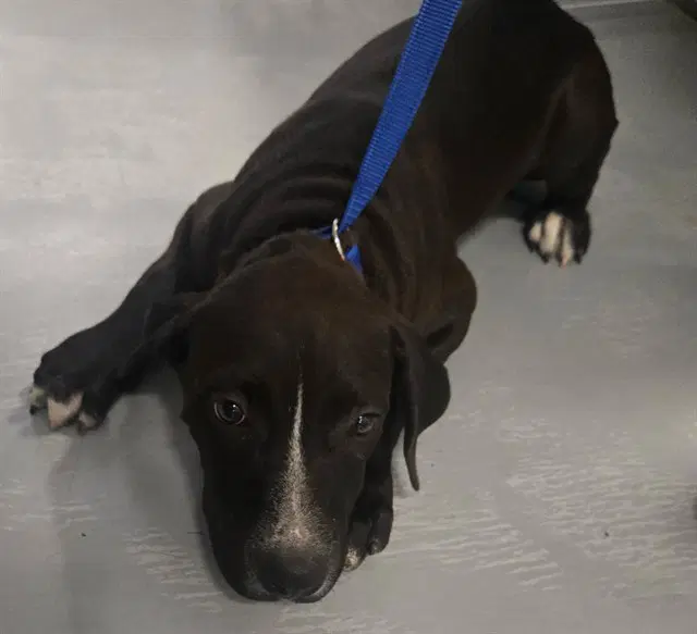 Unknown - Labrador Retriever