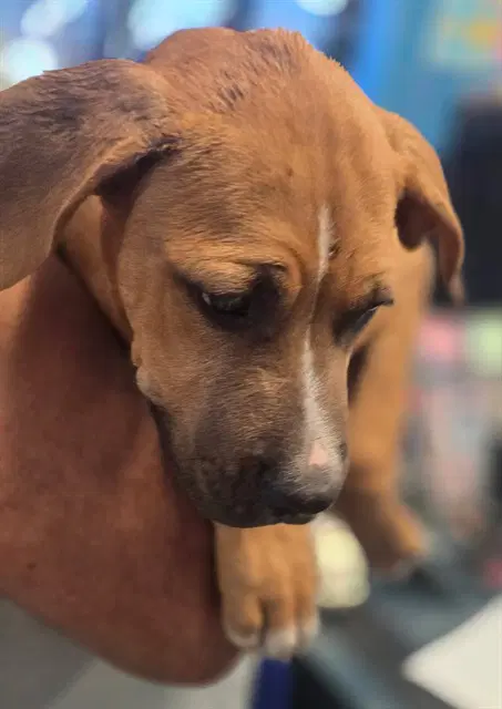 Unknown - Labrador Retriever