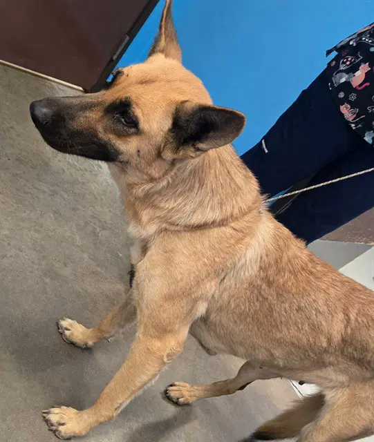 Unknown - Belgian Shepherd Malinois