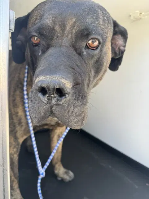 Unknown - Cane Corso Mastiff