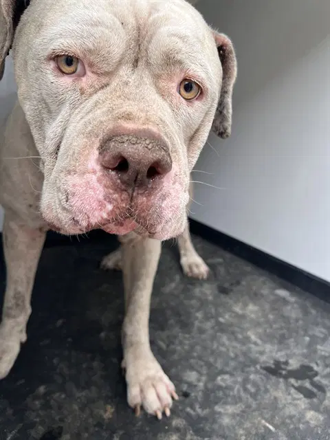 Unknown - American Bulldog