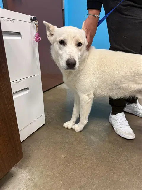 Unknown - Husky