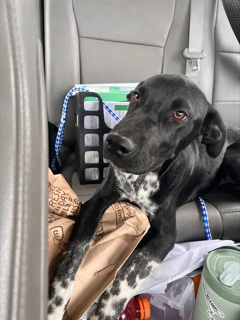 Unknown - Border Collie
