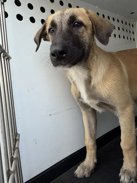 Unknown - German Shepherd Dog