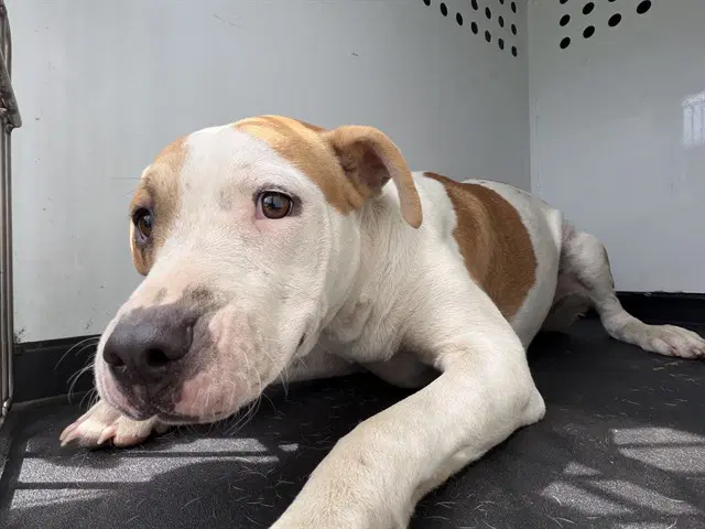 Unknown - Pit Bull Terrier