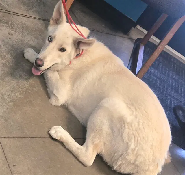 Mickey - Siberian Husky