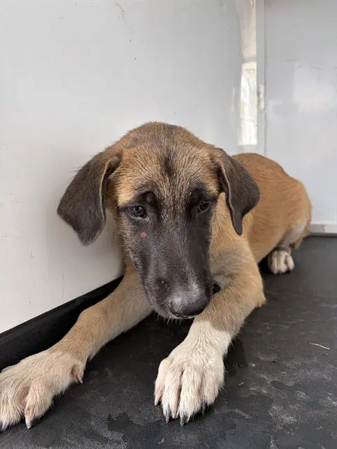 Unknown - German Shepherd Dog