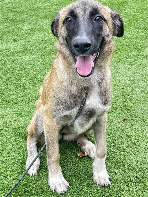 Unknown - German Shepherd Dog