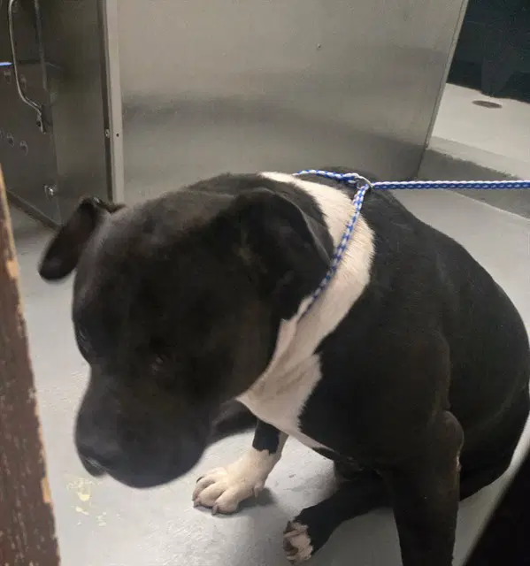 Tiny Tim - Pit Bull Terrier