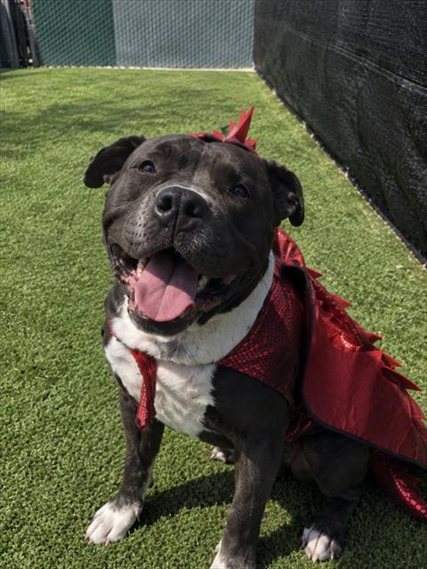 TINY TIM, a dog for adoption from Bakersfield Animal Care Center