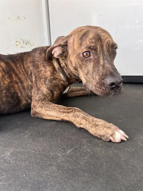 Unknown - Pit Bull Terrier