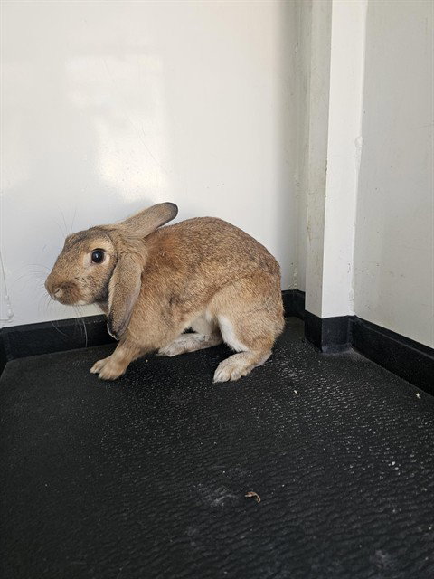 PEANUT BUTTER, a rabbit for adoption from Bakersfield Animal Care Center