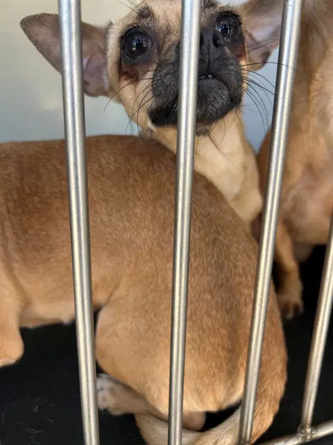Socks - Pug
