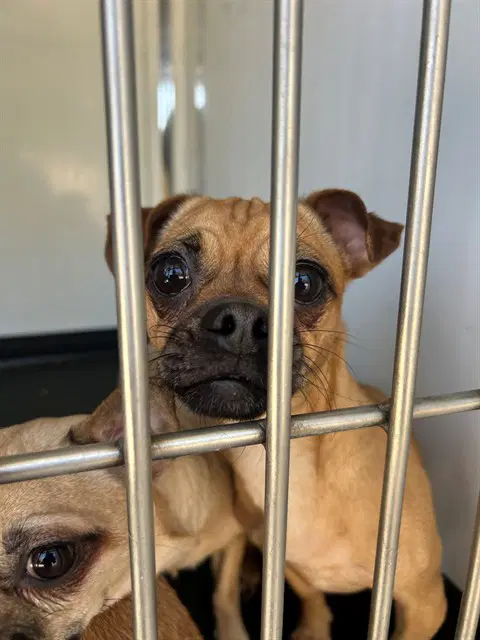 Hlfit - Pug