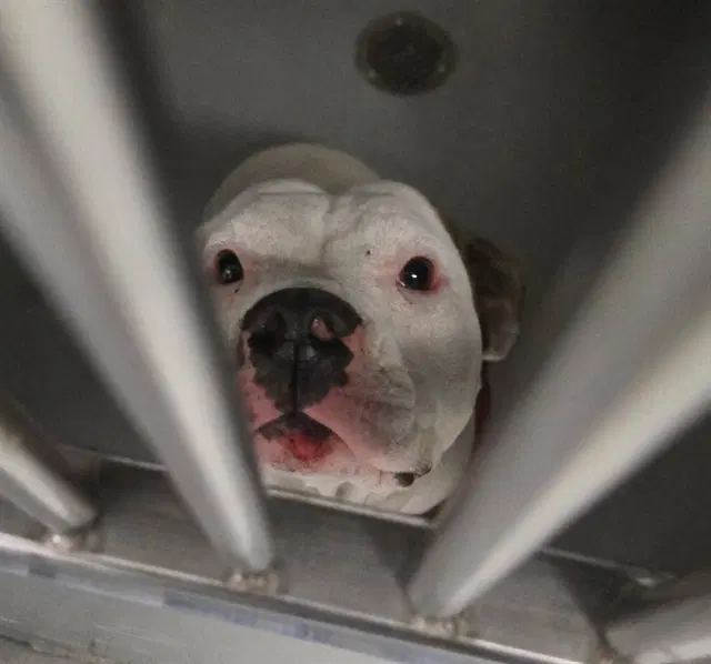 Unknown - Pit Bull Terrier