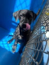A171256 — Bakersfield, CA Adoption