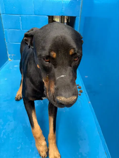 Unknown - Rottweiler
