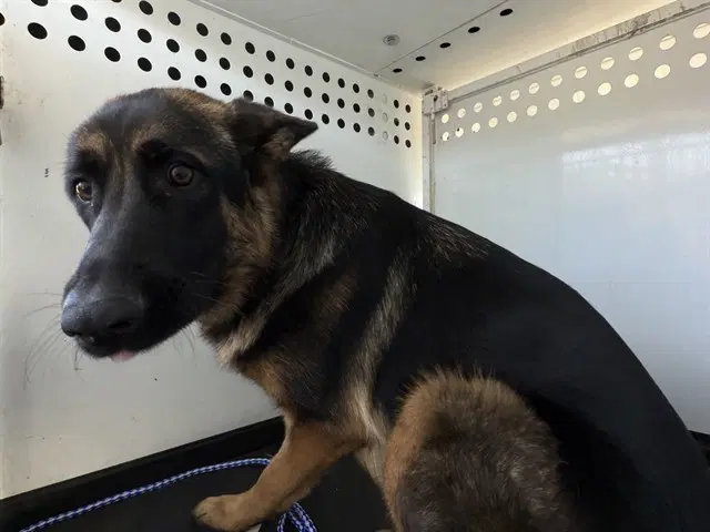 Unknown - German Shepherd Dog