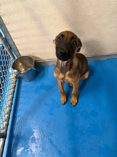 Unknown - German Shepherd Dog