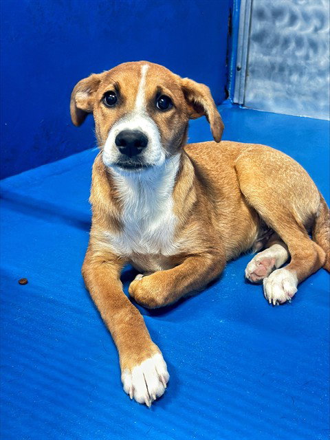 THEO, a dog for adoption from Bakersfield Animal Care Center