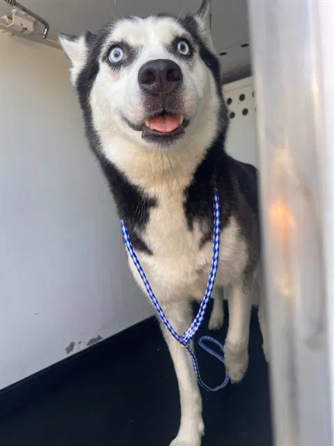 Unknown - Siberian Husky