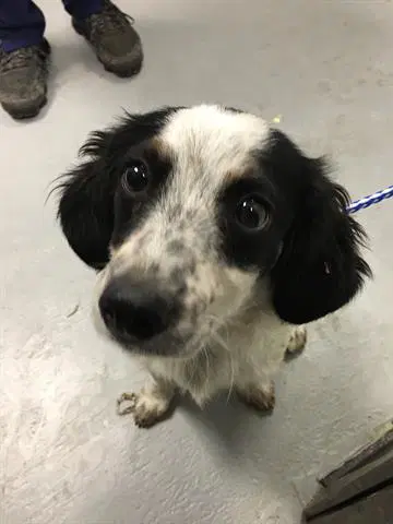Oso - Dachshund
