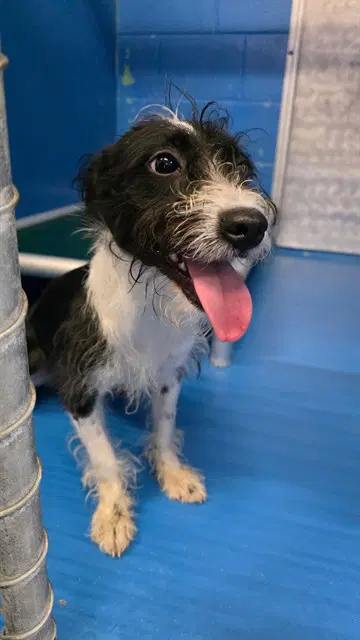 Unknown - Terrier