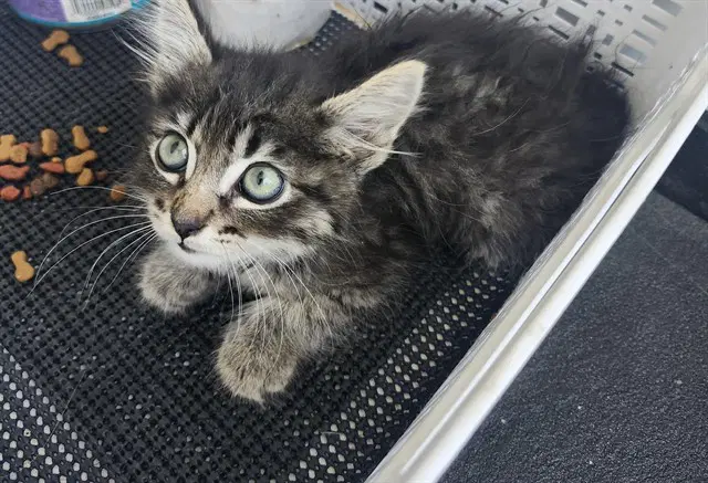 Unknown - Domestic Short Hair