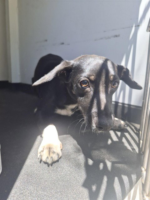 picture of the dog needing adoption