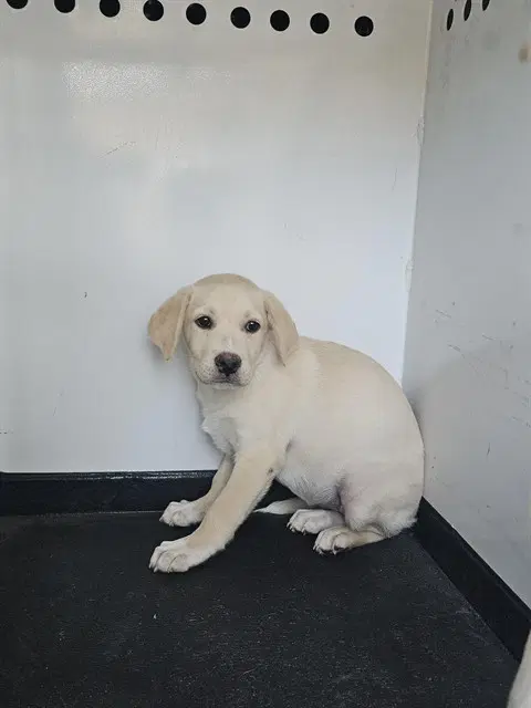 Antartica - Labrador Retriever