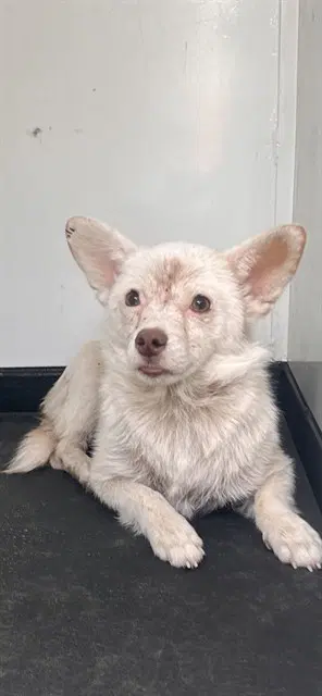 Unknown - Chihuahua