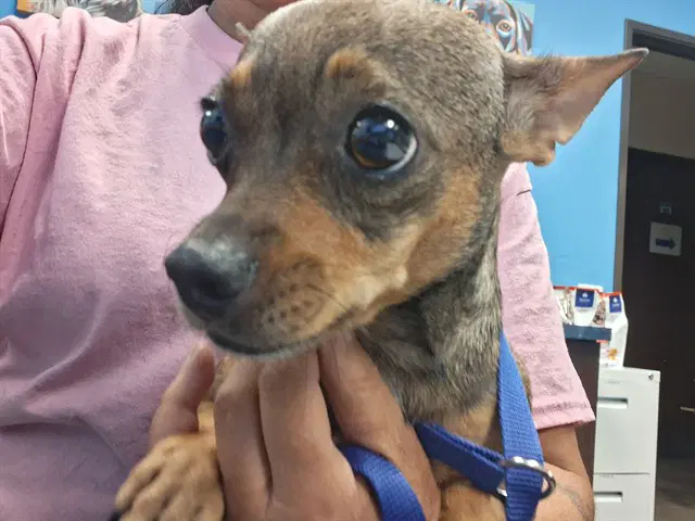 Rukarooroo - Chihuahua