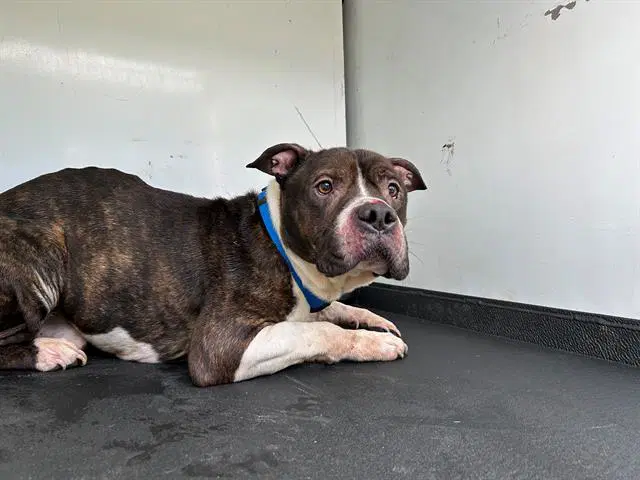 Beast - Pit Bull Terrier