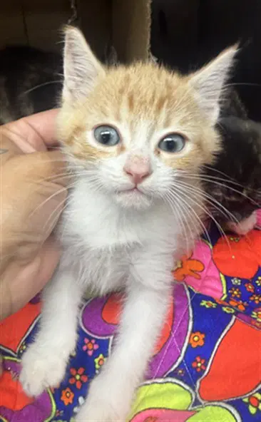 Unknown - Domestic Short Hair