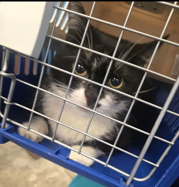 Unknown - Domestic Short Hair