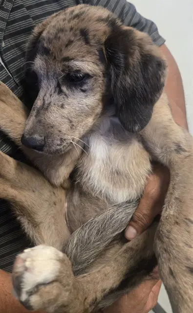 Unknown - Catahoula Leopard Dog