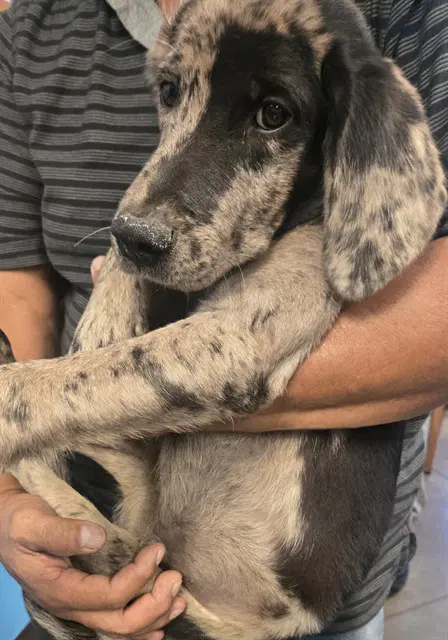 Unknown - Catahoula Leopard Dog