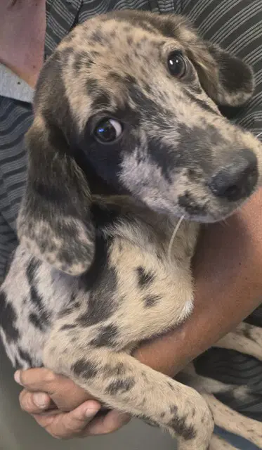 Unknown - Australian Cattle Dog/Blue Heeler