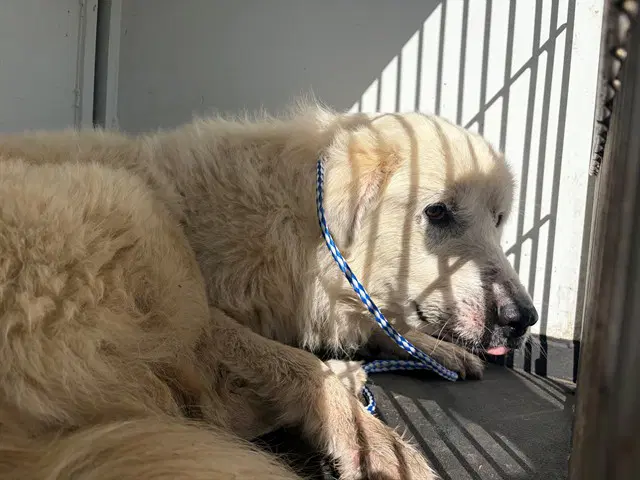Unknown - Great Pyrenees