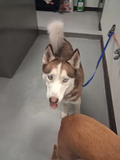 Kobe - Husky