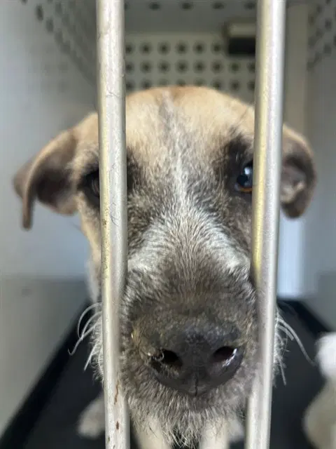 Unknown - Terrier