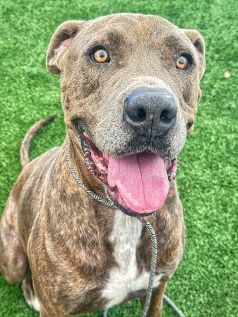 TANK, a dog for adoption from Bakersfield Animal Care Center