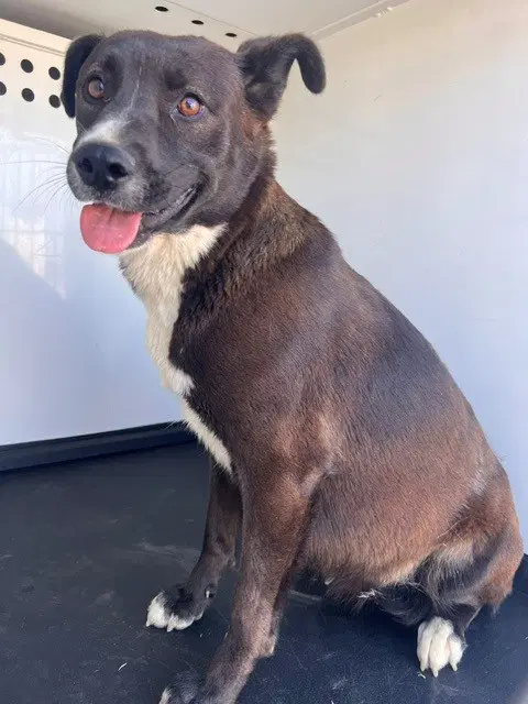 Unknown - Border Collie