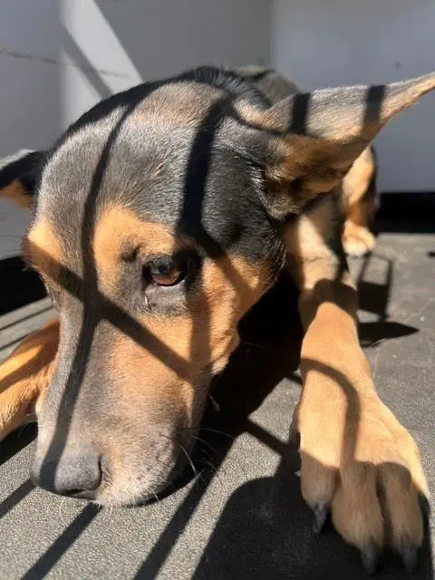 Unknown - German Shepherd Dog