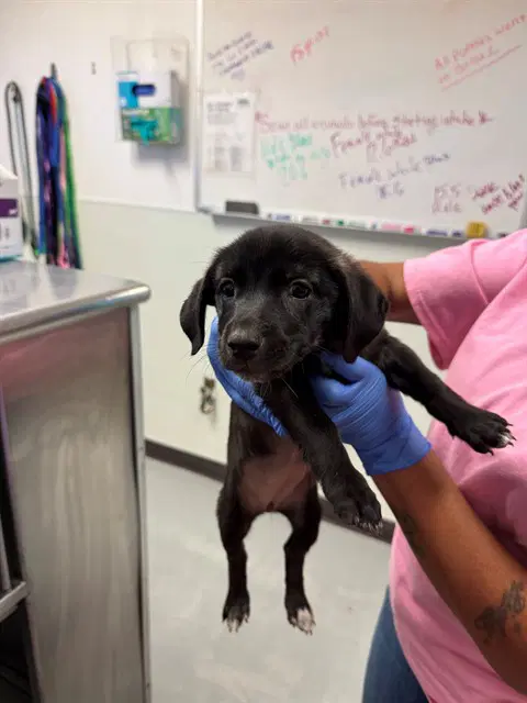 Unknown - Labrador Retriever