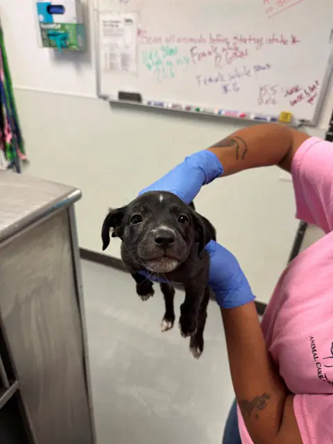 Unknown - Labrador Retriever